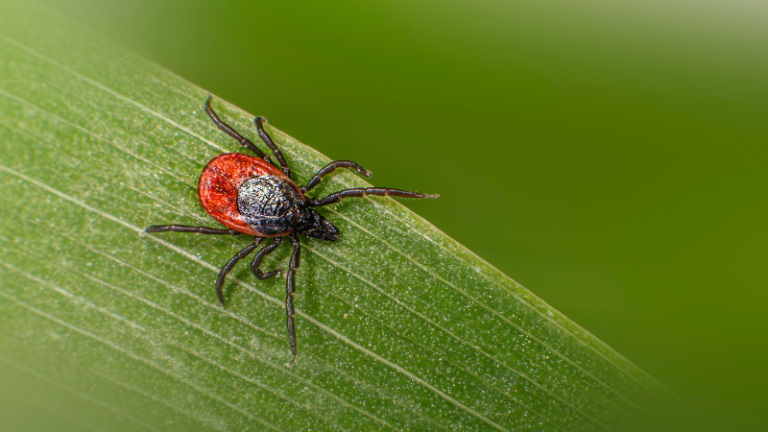 ar erkinis encefalitas isgydomas